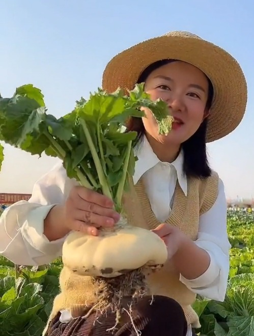 温州特产“白玉盘菜”,历史非常悠久,99%的人都还没吃过!