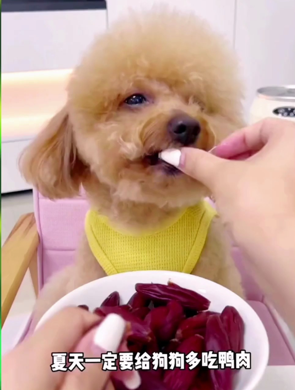 毛孩子夏天一定要多吃鸭肉风干肠,降火去泪痕!