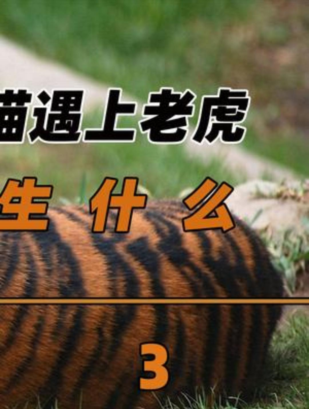 当大熊猫遇上老虎,会发生什么?大熊猫会被老虎吃掉吗