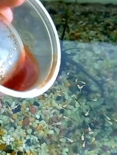 孔雀鱼苗怎么喂食？要想孔雀鱼苗长得快，每天一顿冰冻红虫少不了