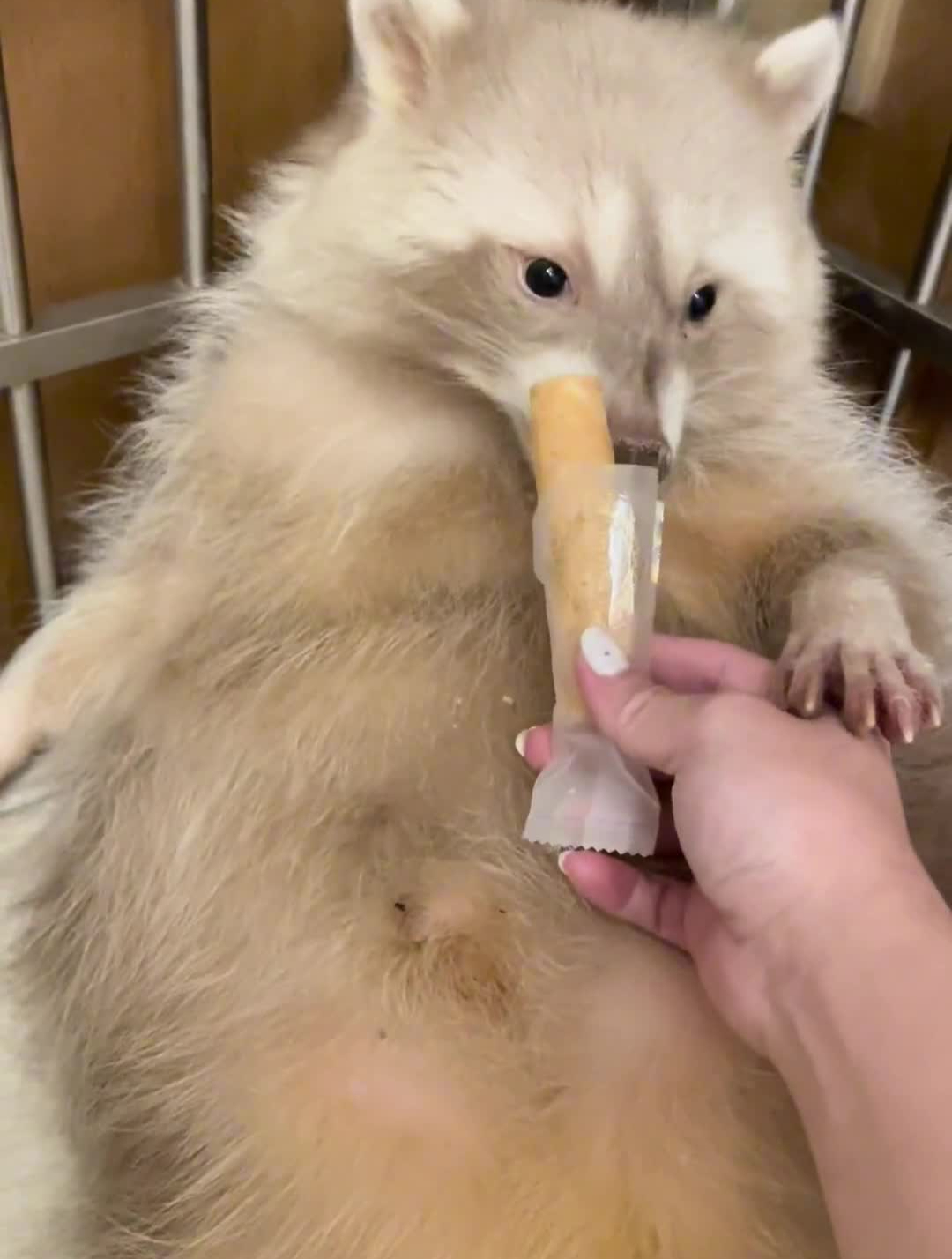 吃蛋捲!每日分享