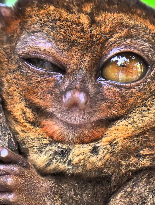 科斯菲尔德眼镜猴是地球上最小的猴种之一,长得一双大眼睛