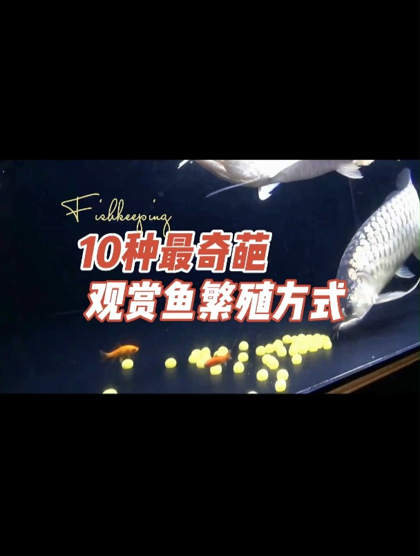 10种观赏鱼的奇葩繁殖行为,为了下一代,他们真是拼了
