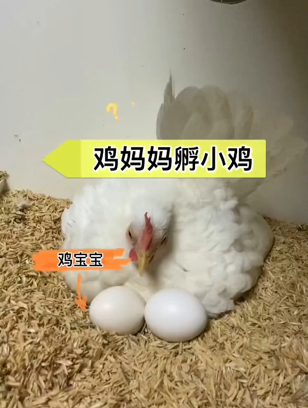 鸡妈妈孵化小鸡,我们来看看受精情况吧