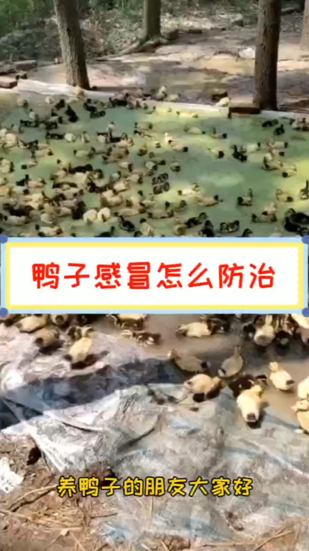 鸭感冒咳嗽用什么 番鸭感冒用什么 鸭咳嗽打喷嚏用什么 鸭子流鼻涕感冒用什么 鸭子感冒