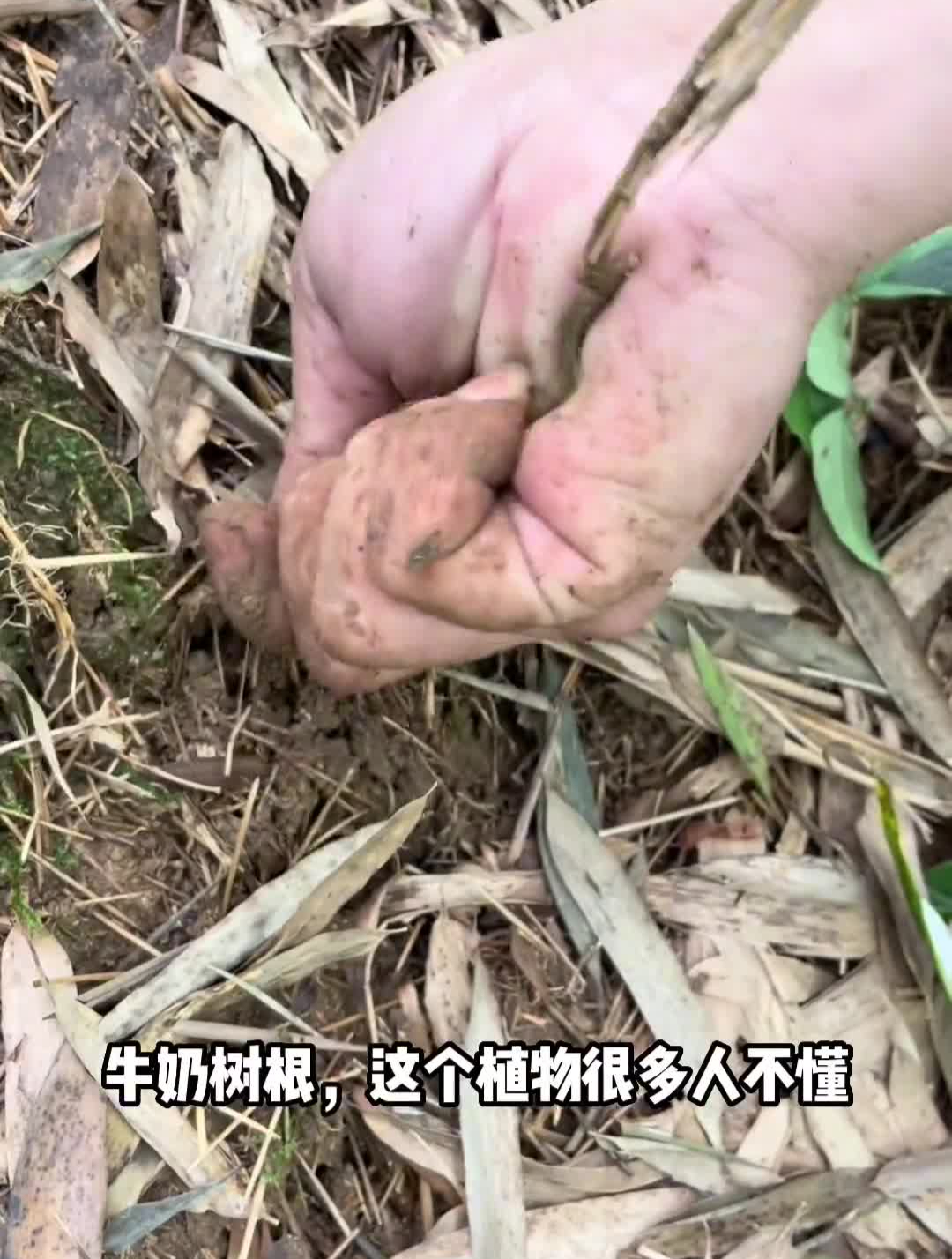 牛奶根炖鸡汤真的是太香了,大爱农村生活我的乡村生活