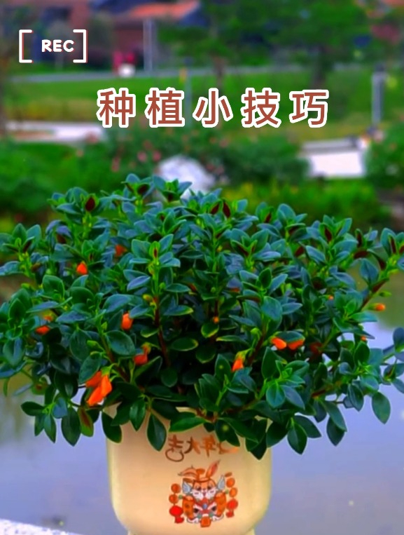 这个“金鱼花”非常独特,花型似金鱼嘴,寓意年年有余,花开四季