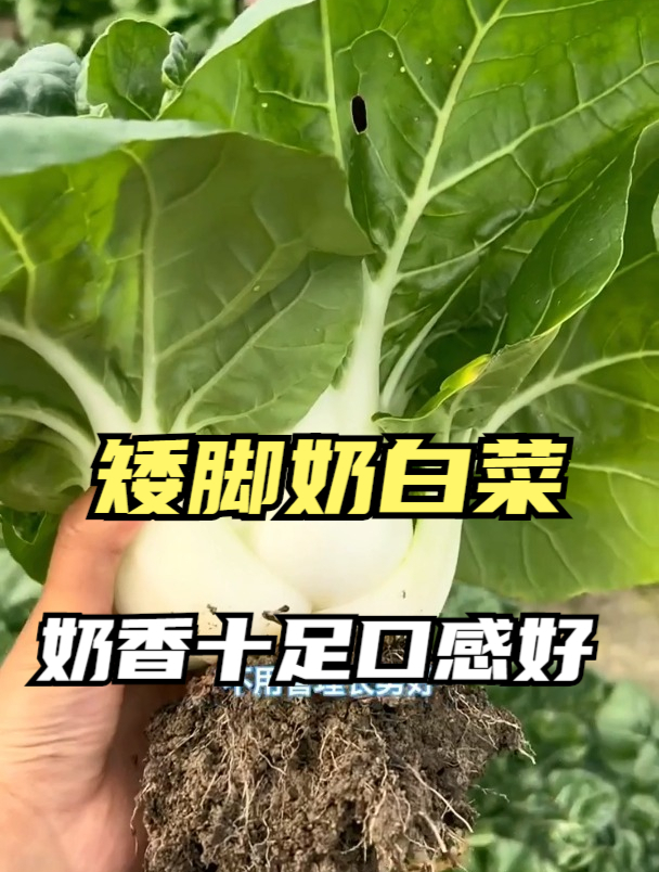 趁着冬至,阳台种上矮脚奶白菜,3天发芽、30天采摘爽口蔬菜!