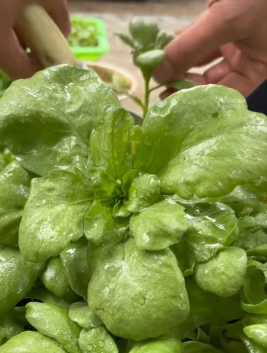 你吃过皇帝菜吗?古代皇宫里的佳肴大叶茼蒿