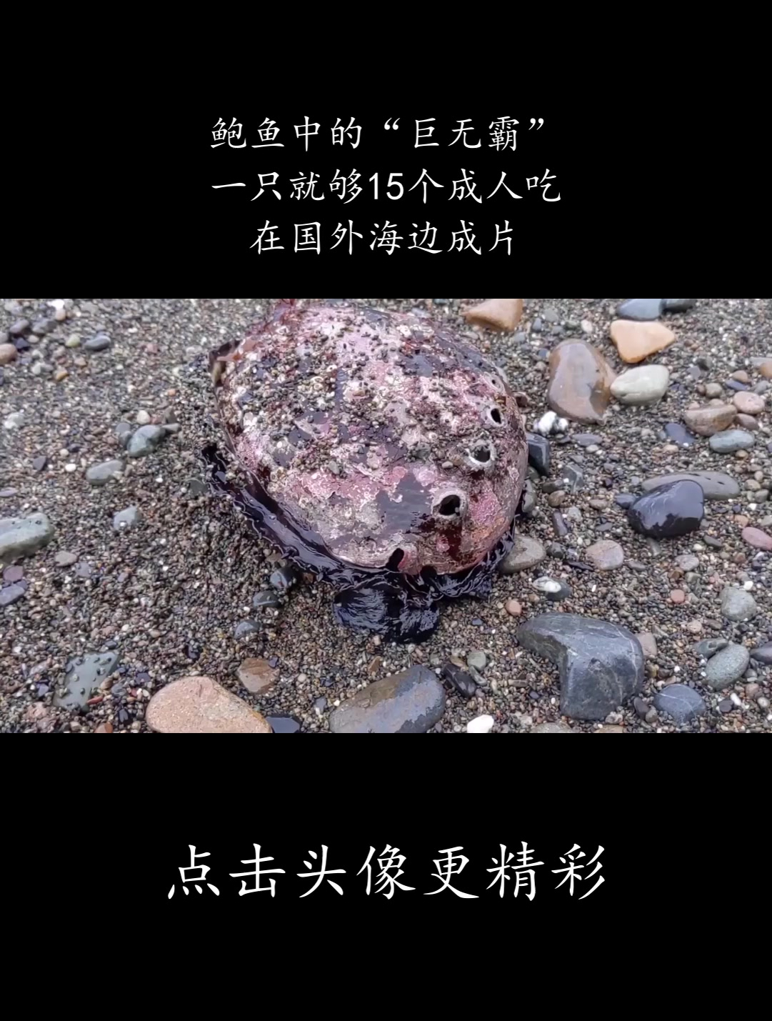 鲍鱼中的“巨无霸”,一只就够15个成人吃,在国外海边成片!