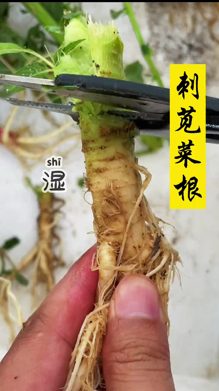 刺苋菜根怎么食用