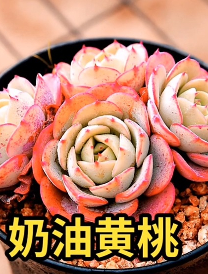 你知道哪些多肉名字带水果的呢?今天就分享给大家看看,评论区见