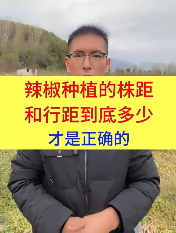 辣椒种植的株距和行距到底多少是正确的