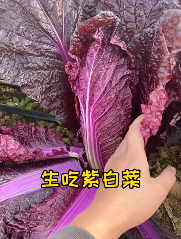 紫白菜你见过吗?据说价格要比普通白菜价格高好几倍!