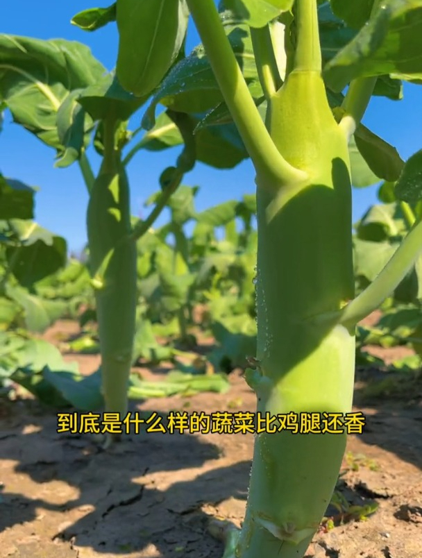 一种长土里的“鸡腿”,在农村极受欢迎,营养价值可与牛肉相比!