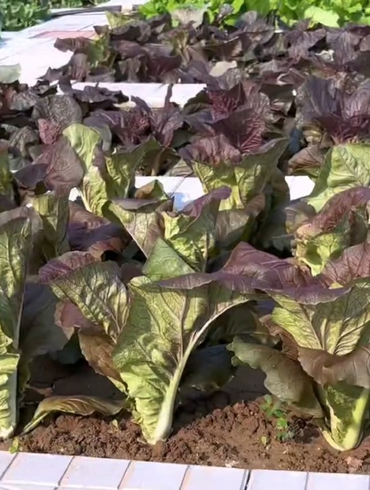 种植紫色快菜做好2件事,20天能采收,还少见病虫害!