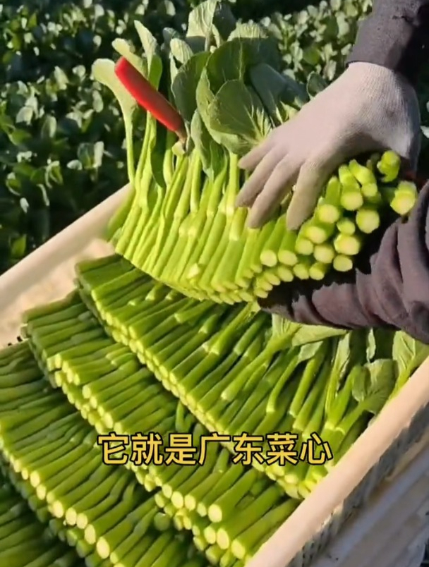 菜心好吃却难种?简单学会几招,新手也能种出优质高产菜心