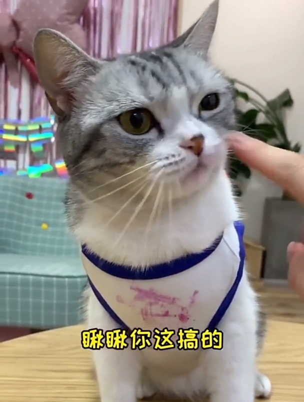 今天献上爱吃火龙果的王泡芙