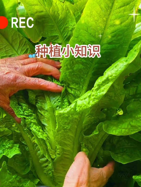莴笋的种植“重点”在这里!老菜农教你一招,莴笋不易抽苔长得粗