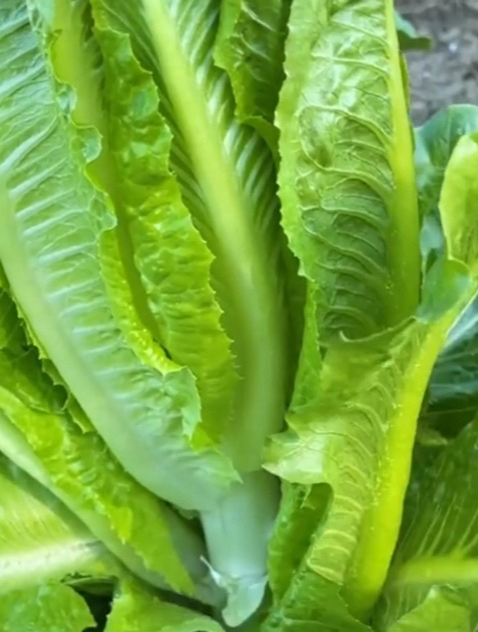 看着就有食欲的蔬菜“孔雀菜”,长似孔雀开屏,比生菜还受欢迎!