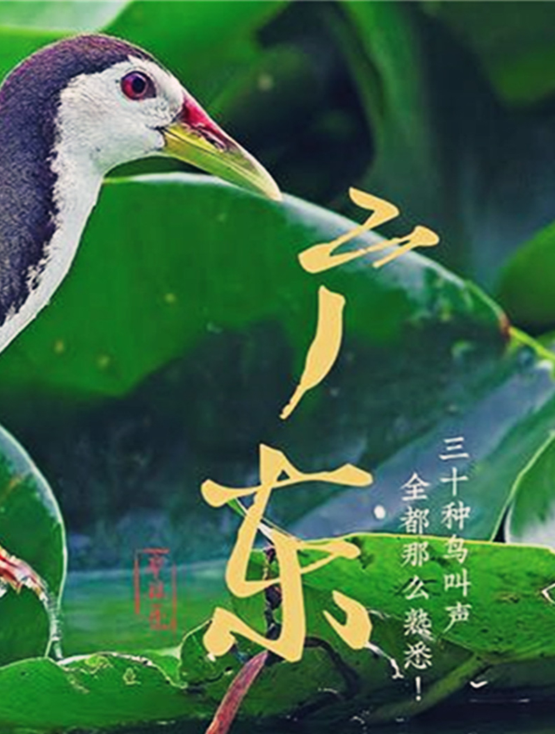 “小小鸟儿也有大能量!听听这些叫声,感受感受它们的魅力”