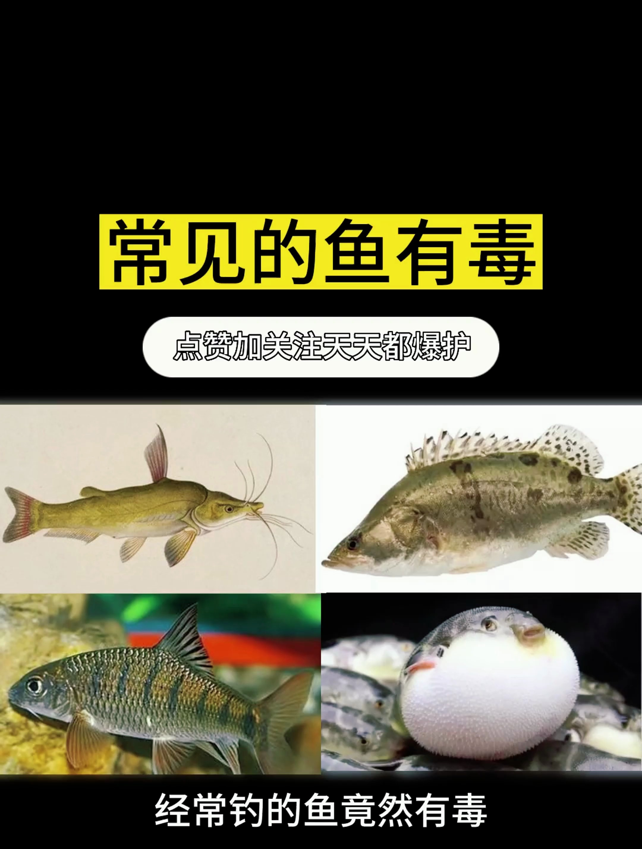 这几种有毒的鱼你见过吗?很常见!千万要小心!