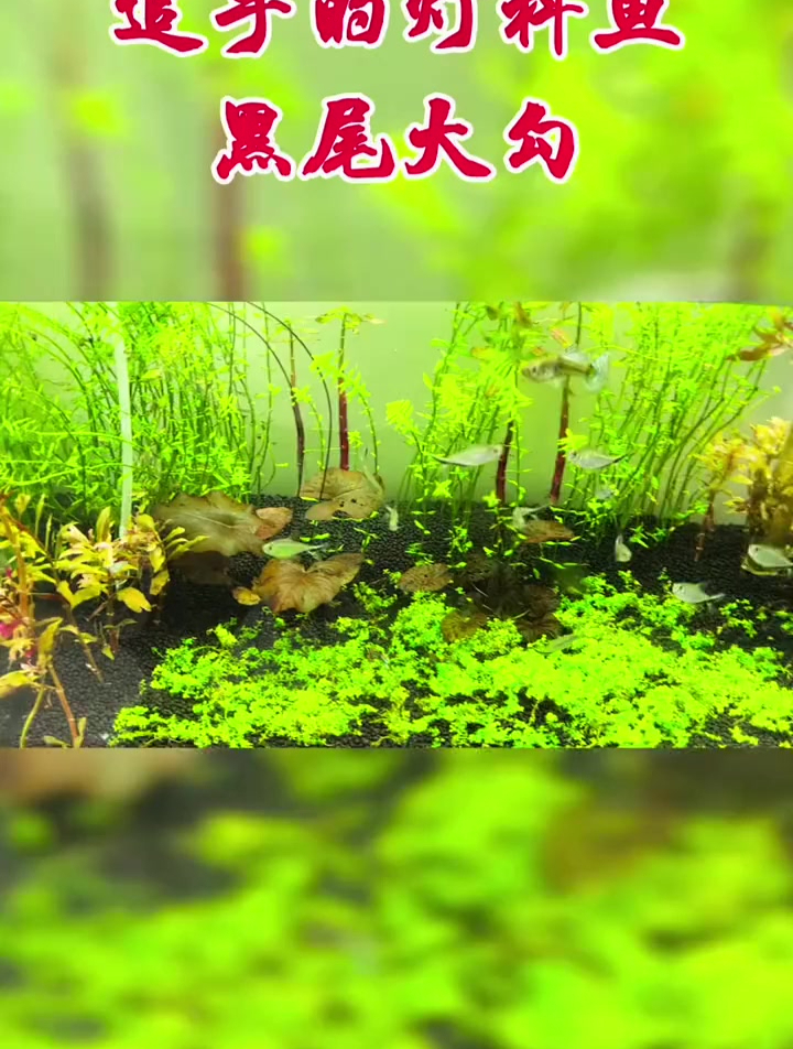 灯科鱼也能做到追手