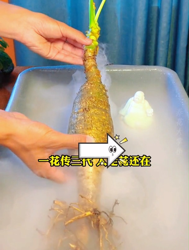 老人言:“一花传3代,人走花还在”的佛肚海棠,寓意极好还好养