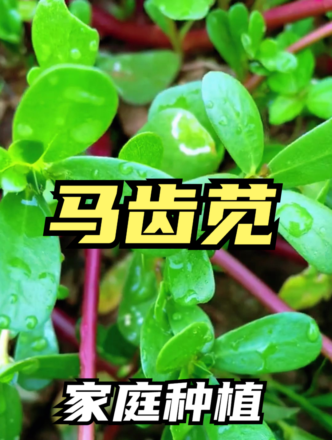 马齿苋又叫“长寿菜”,坚持煮水喝,能解决不少人的烦恼!