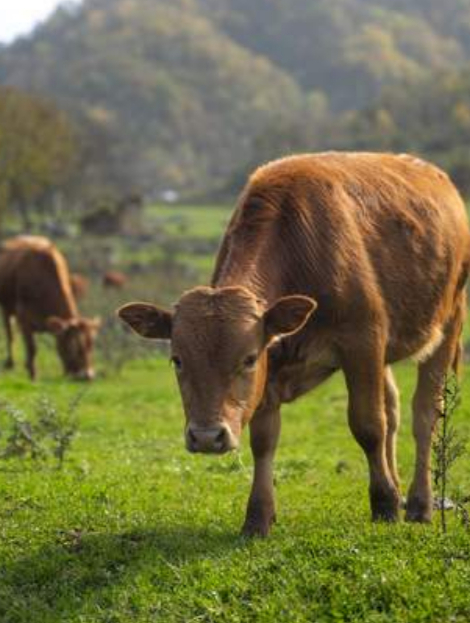 属牛的朋友,请不要为逝去的时光烦恼