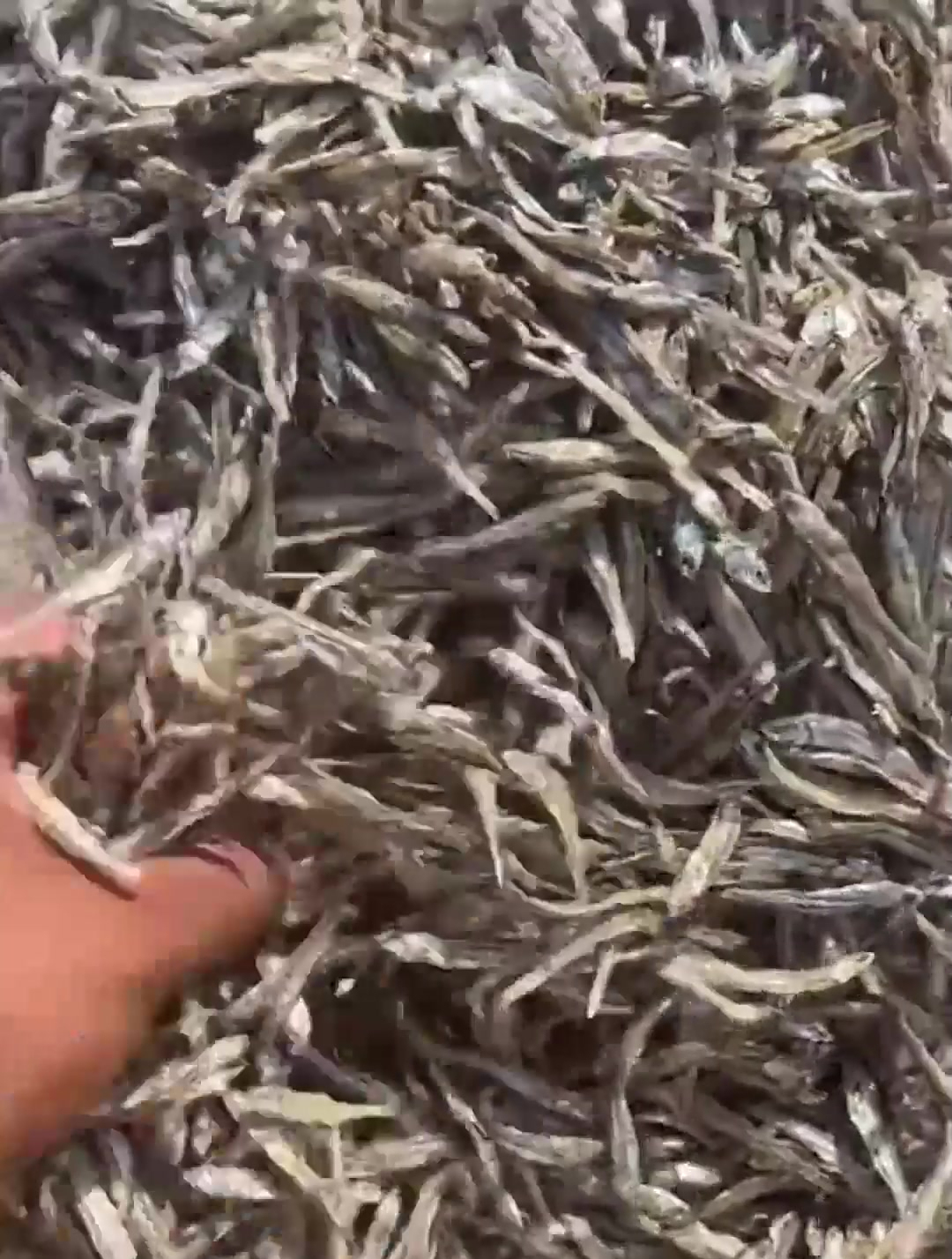 千万别让你家猫咪看到这个视频 凤尾鱼 小鱼干