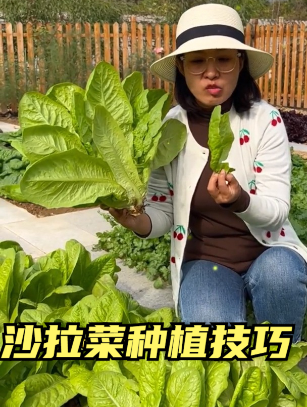 沙拉菜集合了油麦菜和孔雀菜的优点,生长快,不到一个月就能采摘
