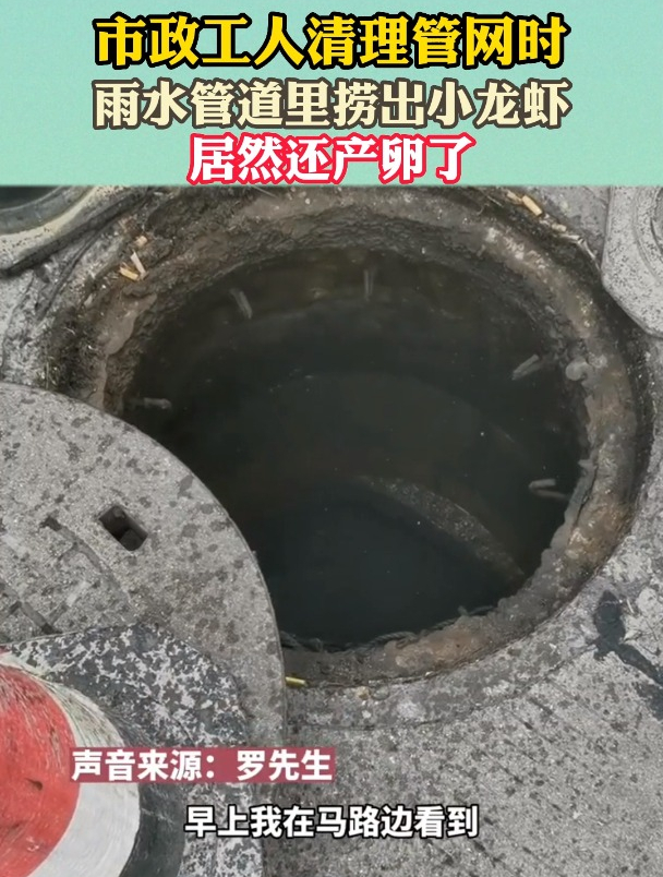 雨水管道里捞出小龙虾,你见过小龙虾产卵吗?