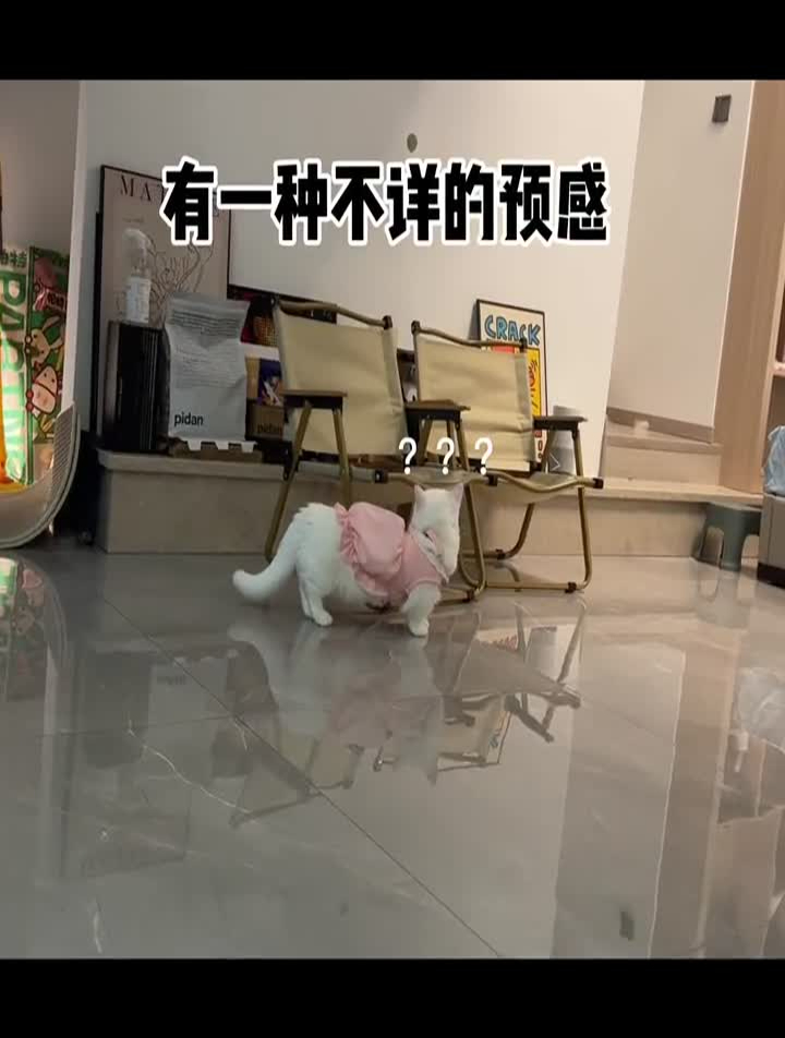 耐打猫咪的迷惑行为奶盖和九爷表情包大帅哥养猫可爱到爆炸