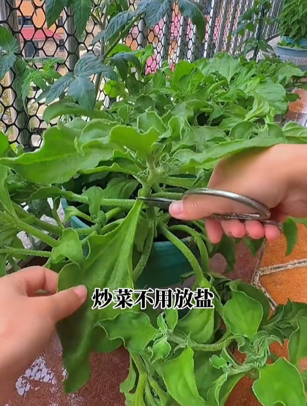 自带咸味的“野菜”,一棵能长几十斤,种一次能多茬采收