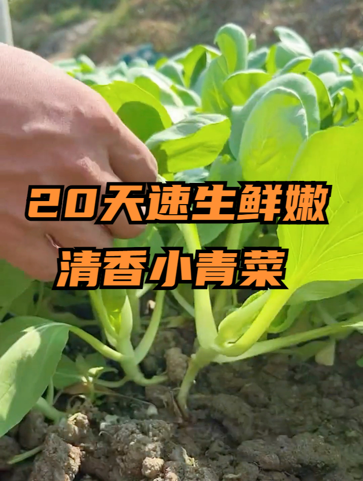 20天就能吃的小青菜,撒种就长、好吃好种,阳台小院都可以种植
