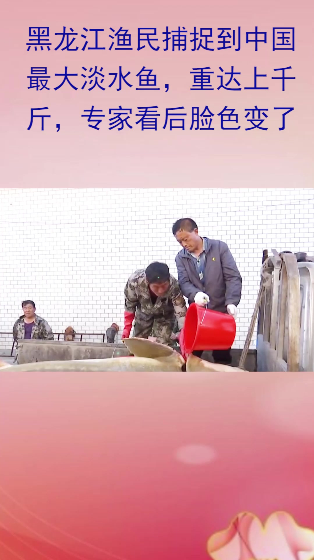 黑龙江渔民捕捉到中国最大淡水鱼,重达上千斤,专家看后脸色变了