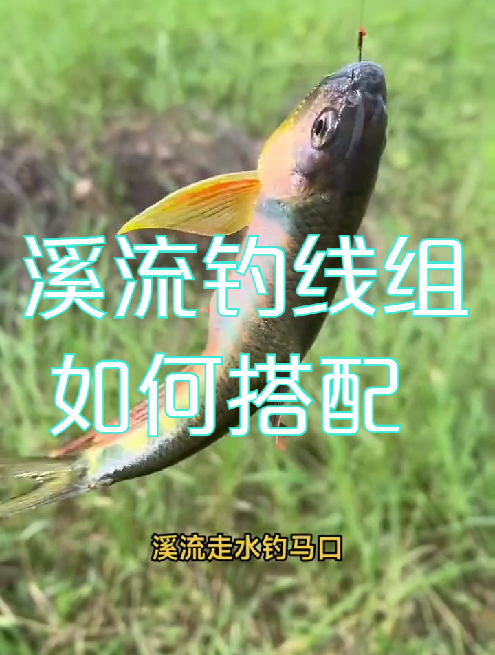 溪流钓石斑马口,线组如何使用,可以提高中鱼率