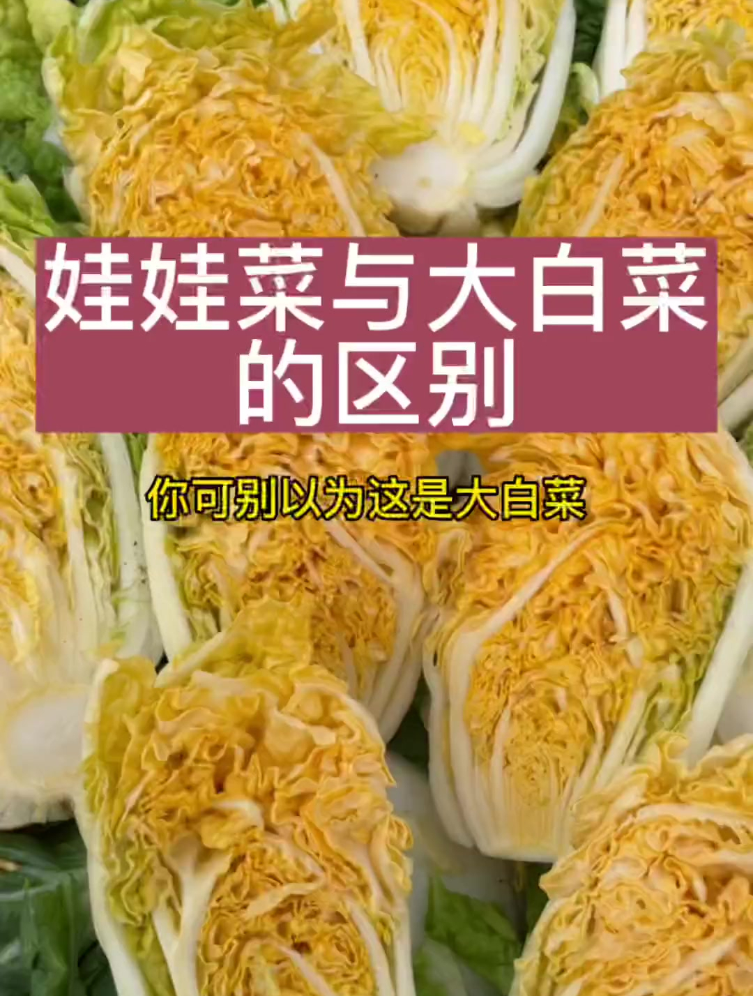 娃娃菜和白菜的区别