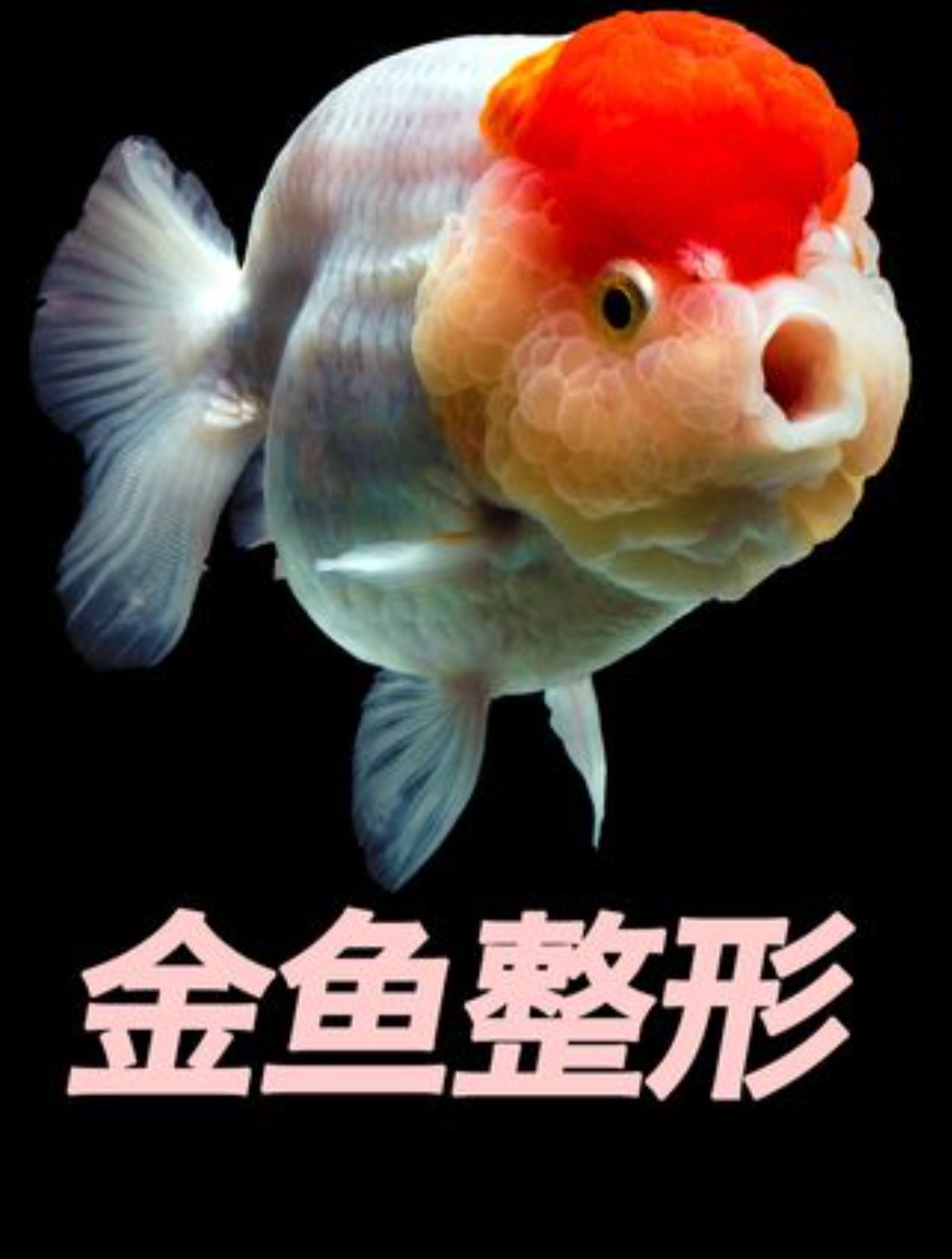 狮头金鱼脑袋肉瘤太大，头重脚轻行动困难，主人给它剪头发