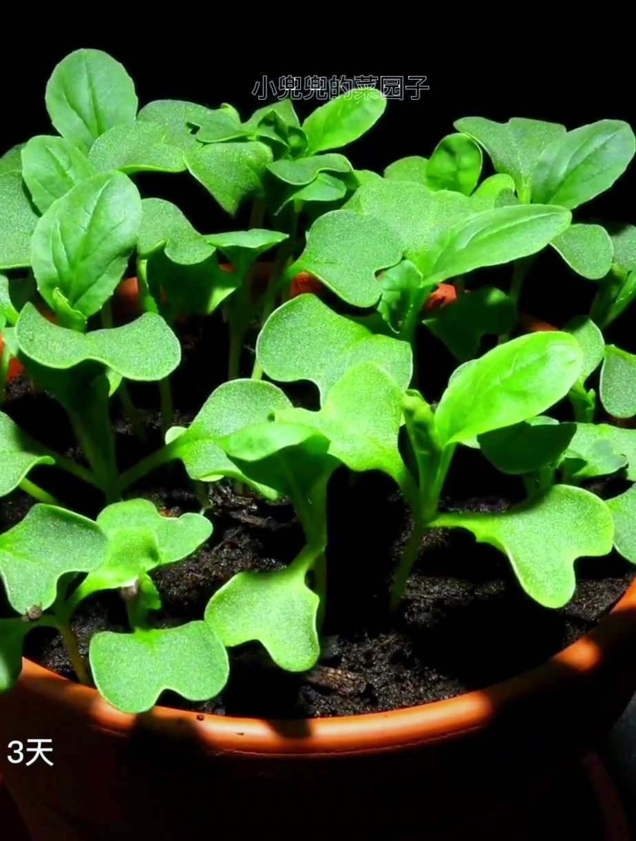 植物生长过程之鸡毛菜