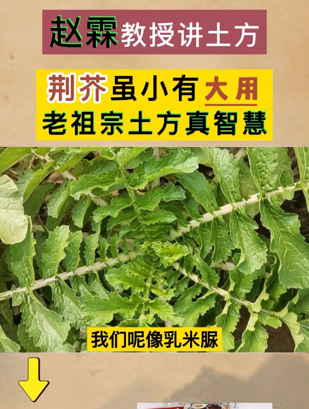 荆芥夏天凉菜,多吃一些会有惊喜,效果让你意想不到!