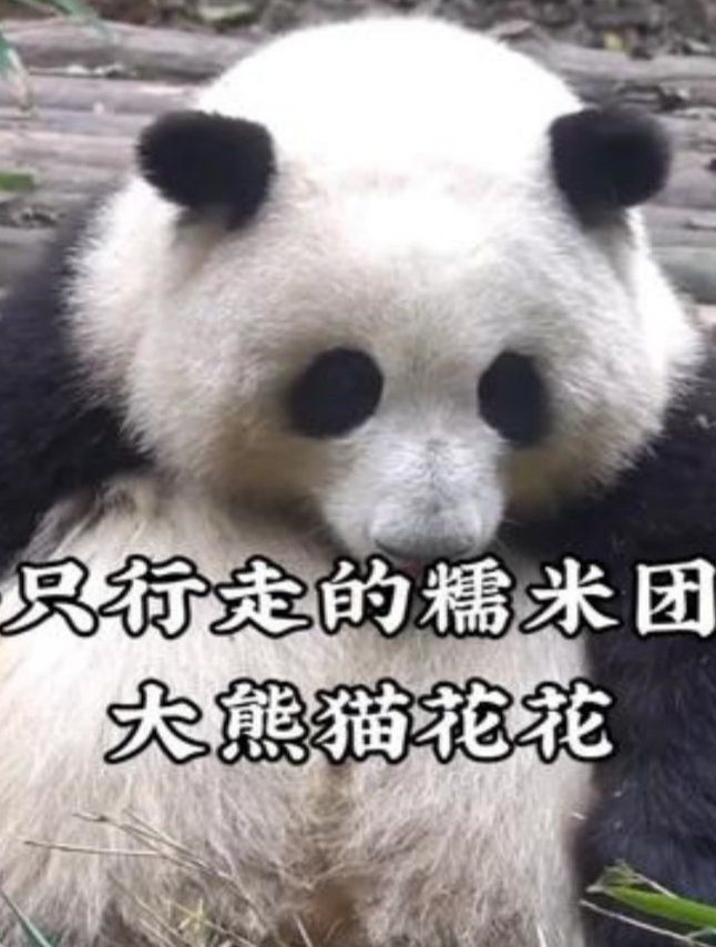 大熊猫花花小时候有多可爱,简直就是一只行走的糯米团子