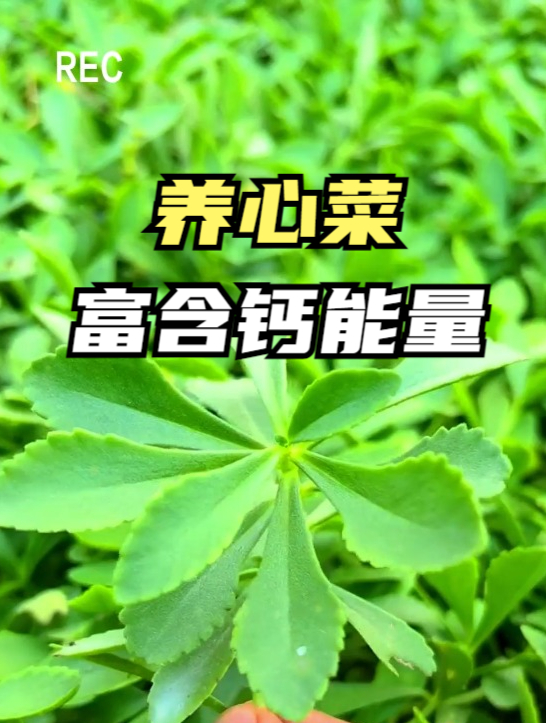 河南小伙种植养心菜有技巧,产量高品质好,营养非常丰富!