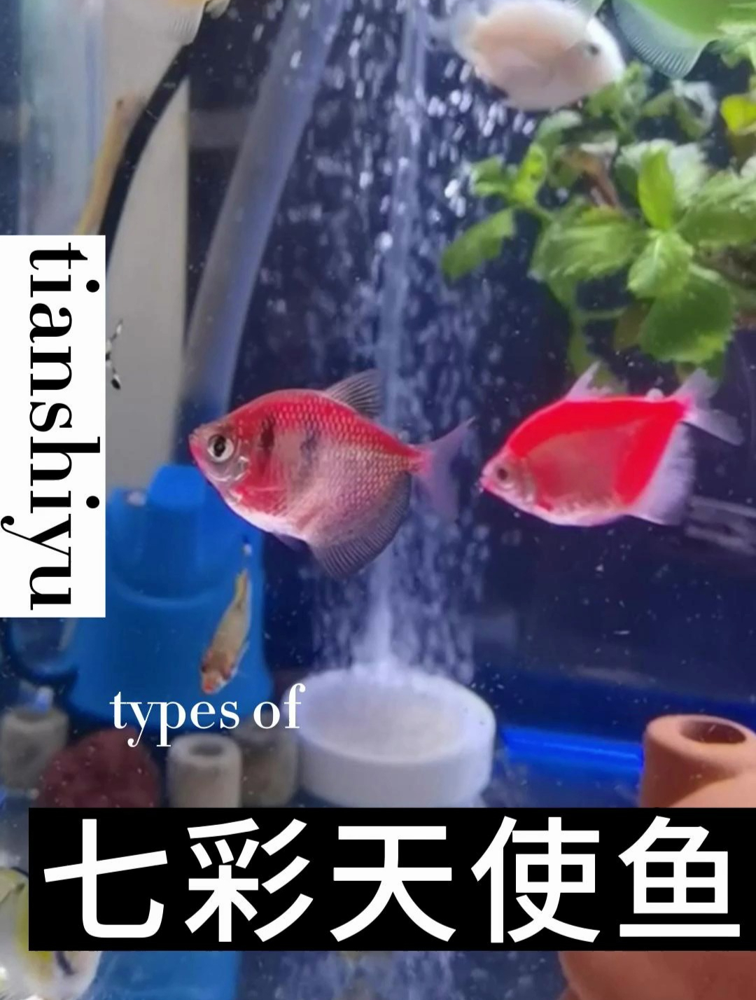 七彩天使鱼,如果真的想把天使养齐,你的鱼缸可以养14种颜色