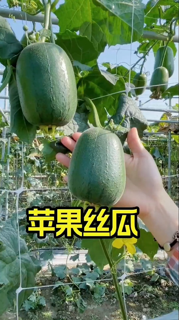 丝瓜颜色发黑不入味?试试这两招,颜色青翠,滑溜爽口,学习了