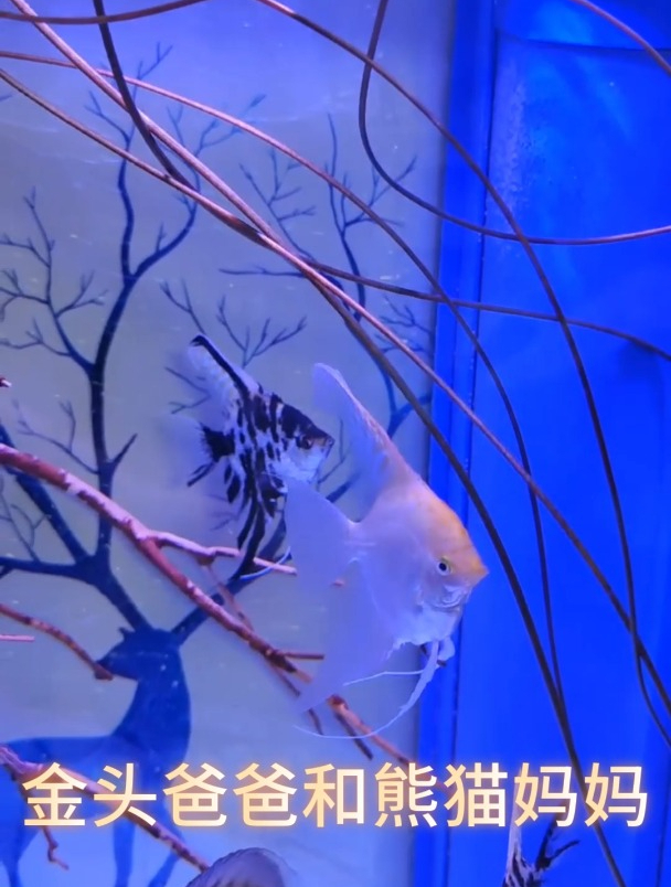 燕鱼爸爸妈妈的护卵行为