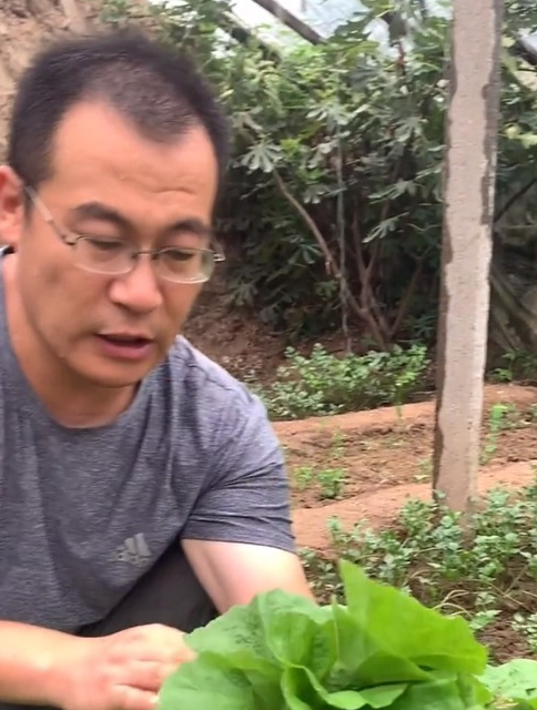 吃了可以补钙的蔬菜“冬寒菜”,南方人都知道的用途!