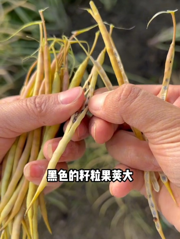 审定高产油菜种子,抗寒抗旱抗倒伏,出油率高,一碗菜籽半碗油!