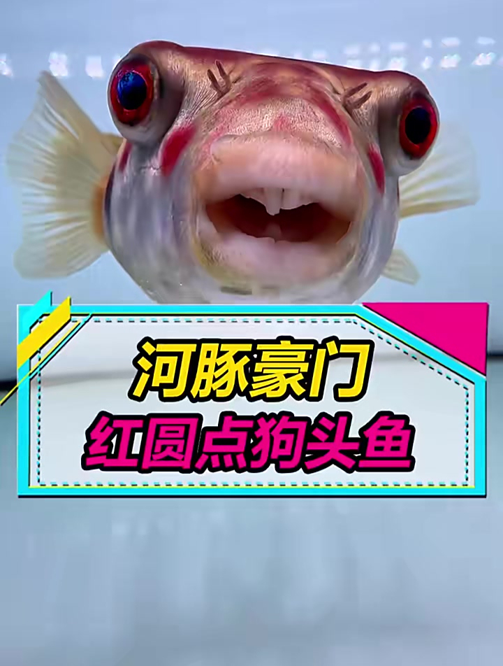 奈及利亚红圆点狗头鱼:曾经的“豪门鱼”现在也能买得起~ 水族